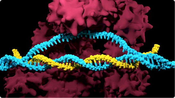 What Is CRISPR: The Ultimate Guide To CRISPR Mechanisms, Applications, Methods & More