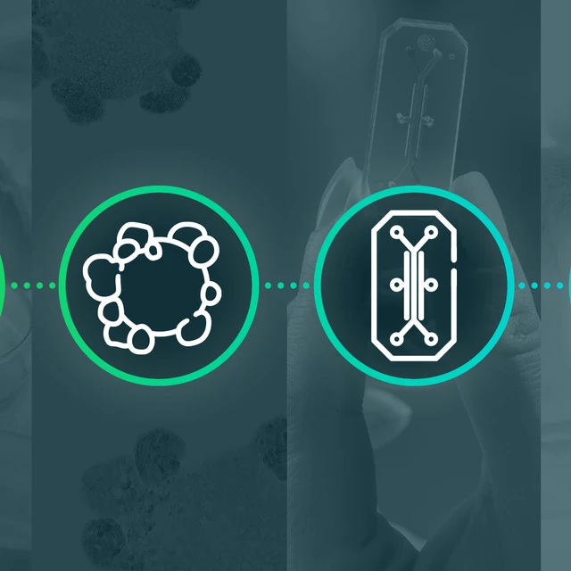 Advances in CRISPR Disease Modeling: Cells, Organoids, Animals, and More