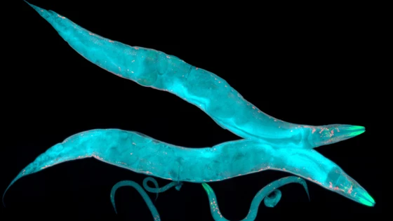 Genome Modifications Using CRISPR: <i>C. Elegans</i> as a Model Organism