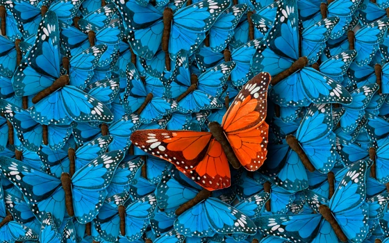 CRISPR and Butterflies: Could Understanding the Genetics of Wing Color Help the Environment?