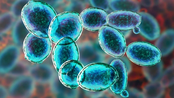 Gene Editing Using CRISPR: Yeast as a Model Organism