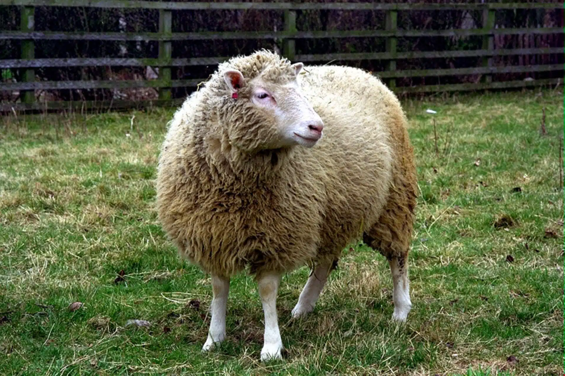 Dolly Side View