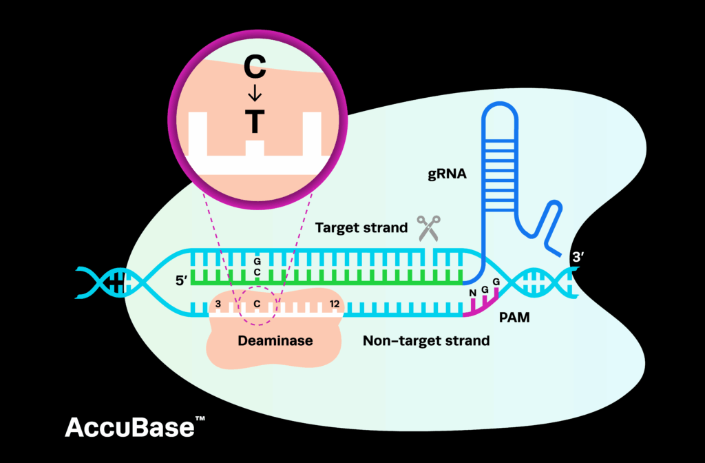 AccuBase Illustration