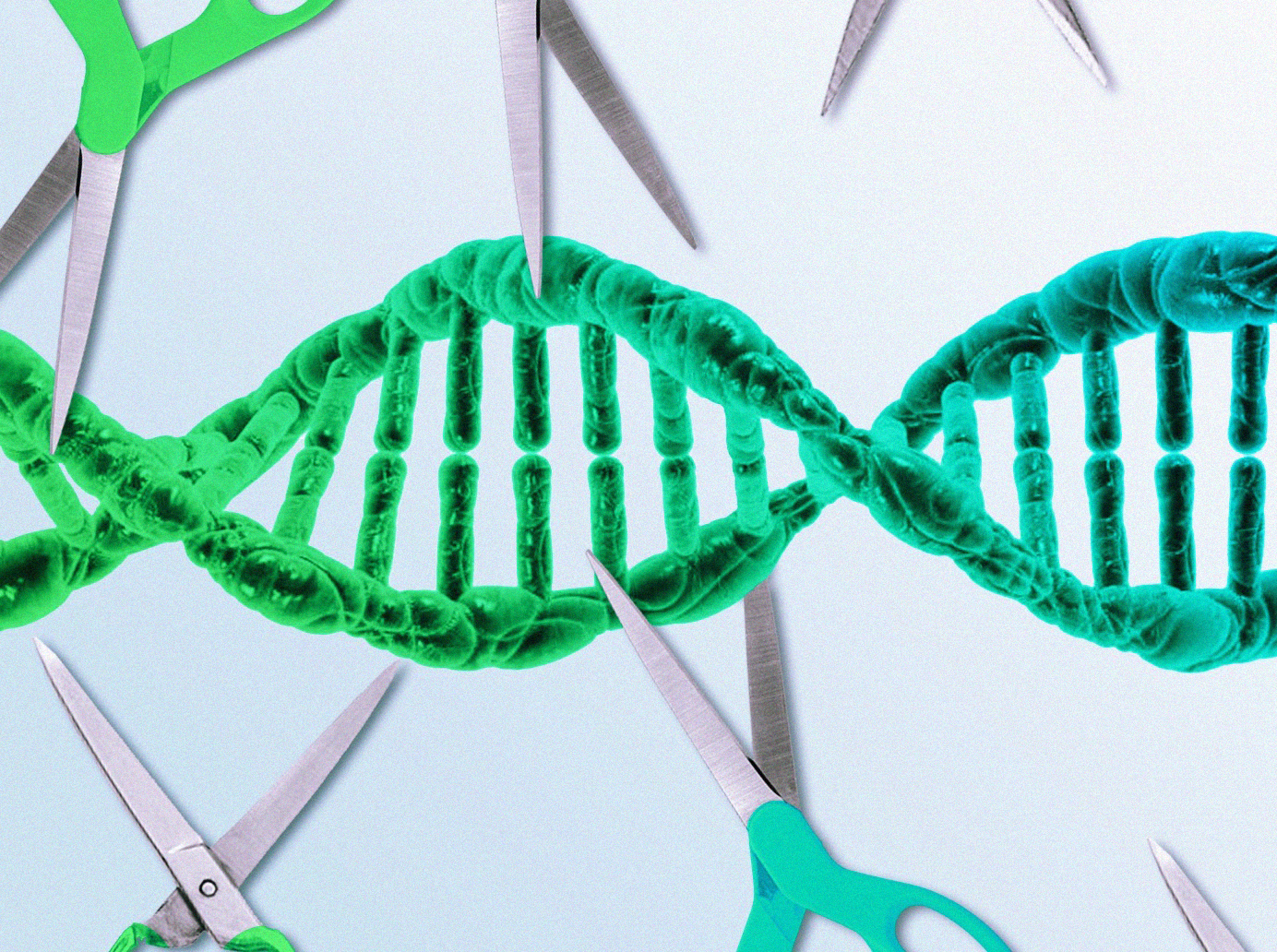 CRISPR Gene Editors